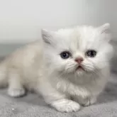 ミヌエット(短足)