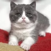 ブリティッシュショートヘア