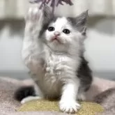 ノルウェージャンフォレストキャット