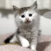 ノルウェージャンフォレストキャット