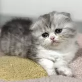 フォールデックス