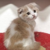 スコティッシュフォールド(折れ耳)