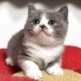 ブリティッシュショートヘア