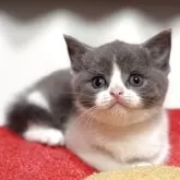 ブリティッシュショートヘア