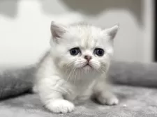 ミヌエット(短足)【神奈川県・女の子・2025年11月5日・ダイリュートキャリコ】の写真2