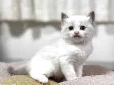 ラグドール【神奈川県・女の子・2025年10月13日・ブルーポイントバイカラー】の写真2