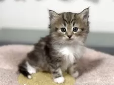 ノルウェージャンフォレストキャット【神奈川県・女の子・2025年11月7日・ブラウンタビー&ホワイト】の写真3