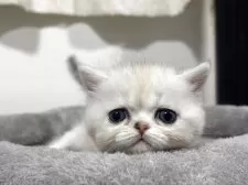 ミヌエット(短足)【神奈川県・女の子・2025年11月5日・ダイリュートキャリコ】の写真3