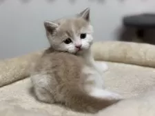 スコティッシュフォールド(立ち耳)【神奈川県・男の子・2025年2月21日・クリームタビー&ホワイト】の写真5