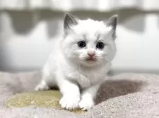 ラグドール【神奈川県・女の子・2025年10月13日・ブルーポイントバイカラー】の写真3