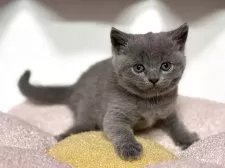 ブリティッシュショートヘア【神奈川県・男の子・2025年4月13日・ブルー】の写真11