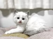 ラグドール【神奈川県・女の子・2025年10月13日・ブルーポイントバイカラー】の写真4