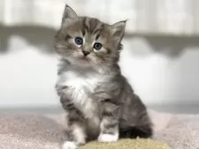 ノルウェージャンフォレストキャット【神奈川県・女の子・2025年11月7日・ブラウンタビー&ホワイト】の写真5