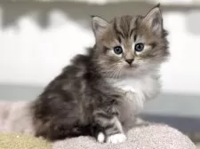 ノルウェージャンフォレストキャット【神奈川県・女の子・2025年11月7日・ブラウンタビー&ホワイト】の写真6