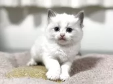 ラグドール【神奈川県・女の子・2025年10月13日・ブルーポイントバイカラー】の写真6