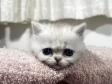 ミヌエット(短足)【神奈川県・女の子・2025年11月5日・ダイリュートキャリコ】の写真6