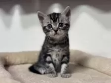 アメリカンショートヘア【神奈川県・男の子・2025年3月15日・シルバータビー】の写真8