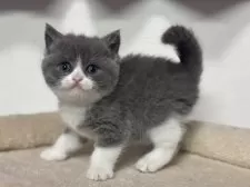 ブリティッシュショートヘア【神奈川県・女の子・2025年3月13日・ブルー&ホワイト】の写真9