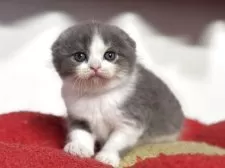 スコティッシュフォールド(折れ耳)【神奈川県・男の子・2025年10月1日・ブルー&ホワイト】の写真5