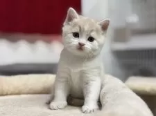 スコティッシュフォールド(立ち耳)【神奈川県・男の子・2025年2月21日・クリームタビー&ホワイト】の写真9