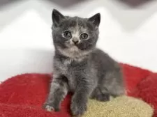 ブリティッシュショートヘア【神奈川県・女の子・2025年11月27日・ブルークリーム】の写真7