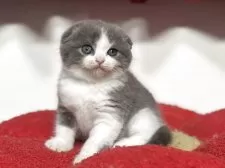 スコティッシュフォールド(折れ耳)【神奈川県・男の子・2025年10月1日・ブルー&ホワイト】の写真7