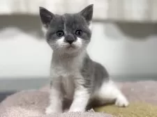 スコティッシュフォールド(立ち耳)【神奈川県・男の子・2025年11月4日・ブルータビー&ホワイト】の写真8