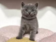 ブリティッシュショートヘア【神奈川県・男の子・2025年4月13日・ブルー】の写真14