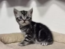 アメリカンショートヘア【神奈川県・男の子・2025年3月15日・シルバータビー】の写真9