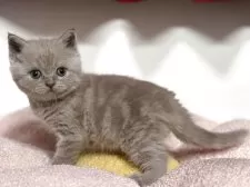 ブリティッシュショートヘア【神奈川県・女の子・2025年4月13日・ライラック】の写真12