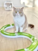 ブリティッシュショートヘア【・男の子・2021年8月29日・フォーンホワイト】「2023/2/16撮影」