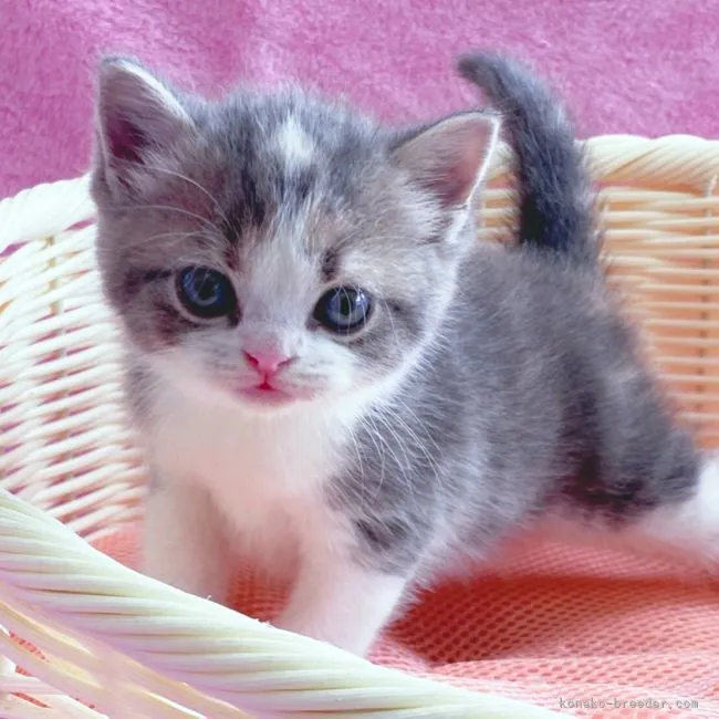 ID:2204-01677の子猫