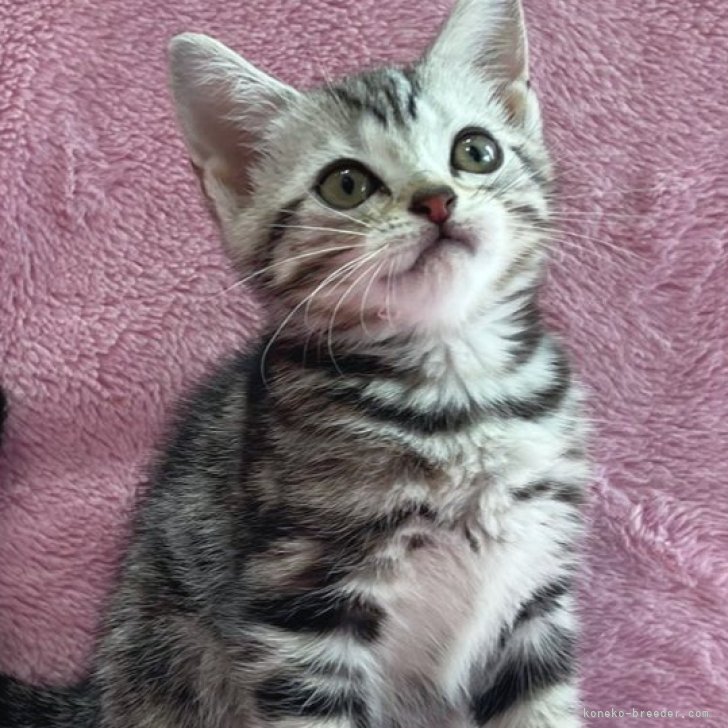 SWAROVSKI アメリカンショートヘア 猫 SWAROVSKI スワロフスキー 置物（Swarovski）LOVLOTS Kitten