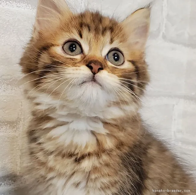 ID：2108-00193の子猫