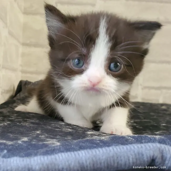 ID:2105-00456の子猫