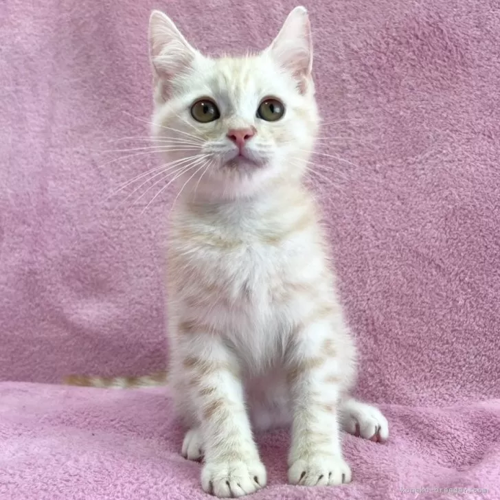 ID：2407-03112の子猫