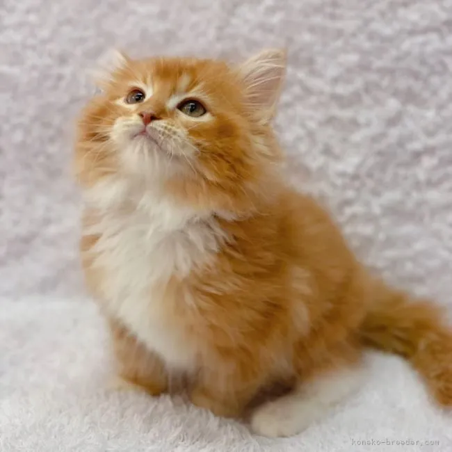 ID：2201-00406の子猫