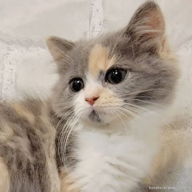 ID:2109-01003の子猫