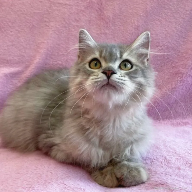 ID:2306-02128の子猫
