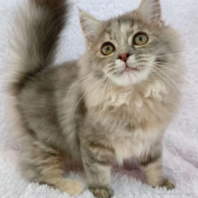 ID：2108-00192の子猫