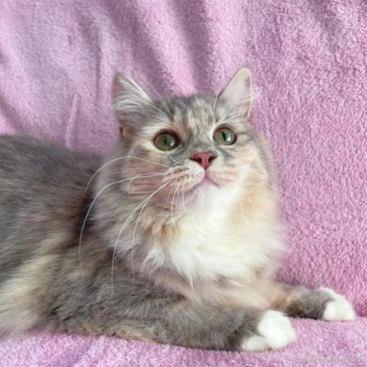 ID:2205-02915の子猫