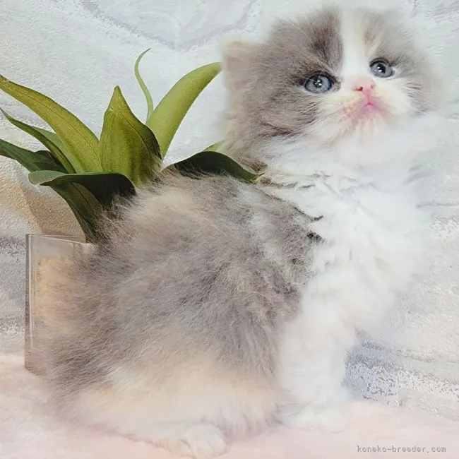 ID:2201-01450の子猫