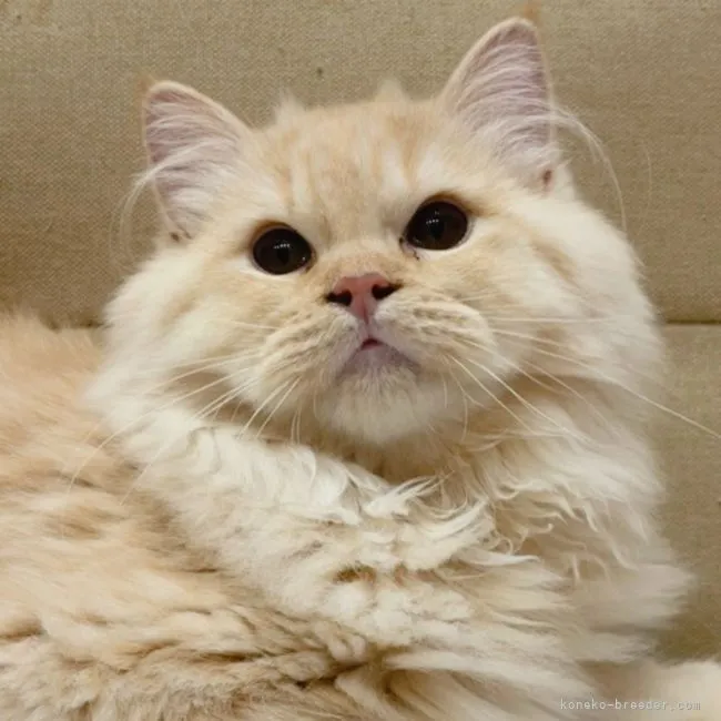 ID:2106-01625の子猫