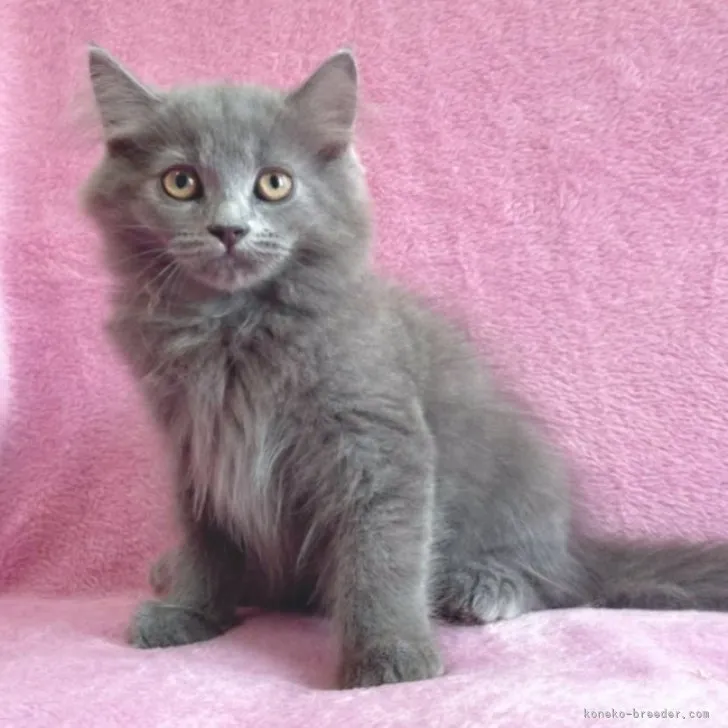 ID:2304-03554の子猫