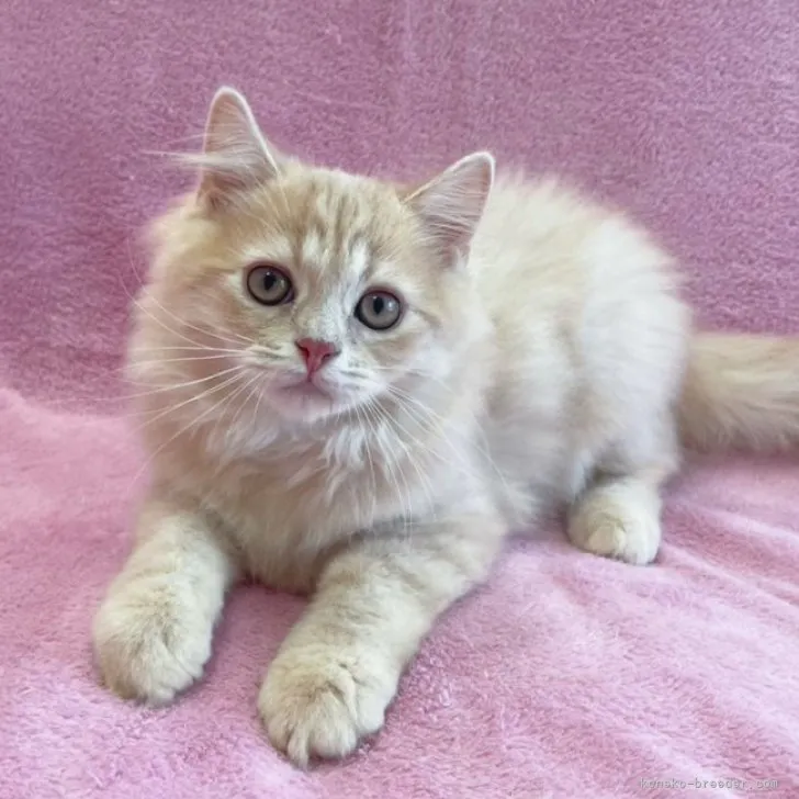 ID:2306-02126の子猫