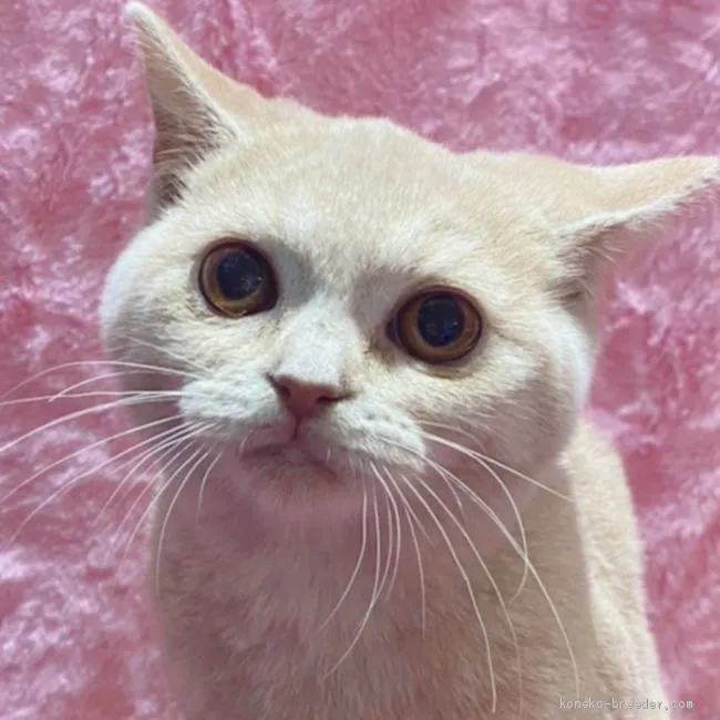 ID：2102-01081の子猫