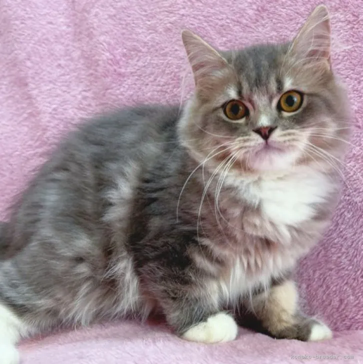 ID：2310-01514の子猫