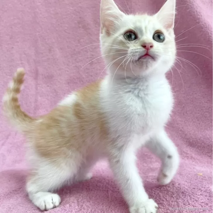 ID:2407-03111の子猫