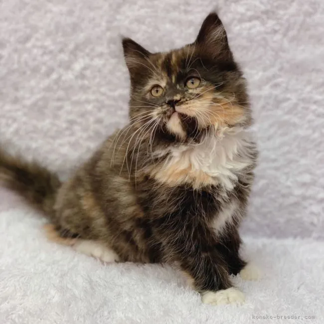 ID：2201-00398の子猫