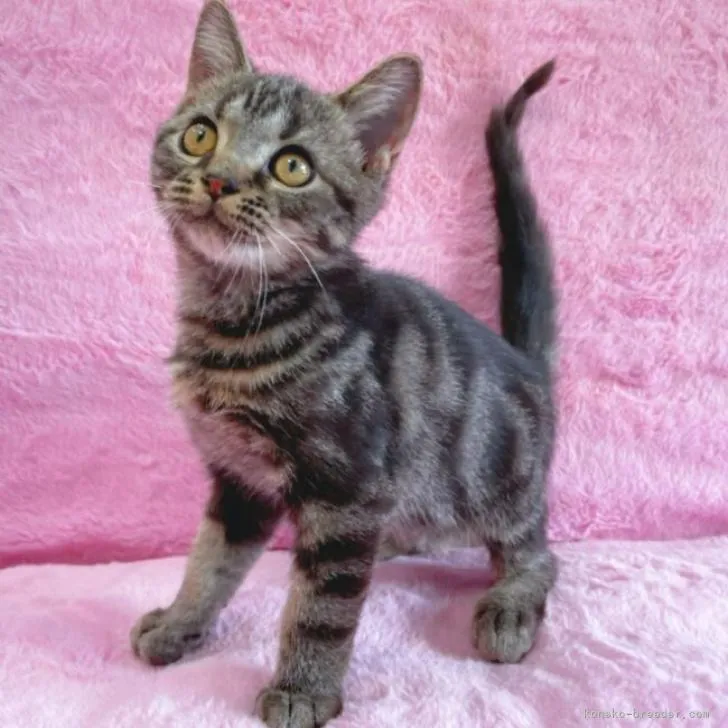 ID：2205-00418の子猫